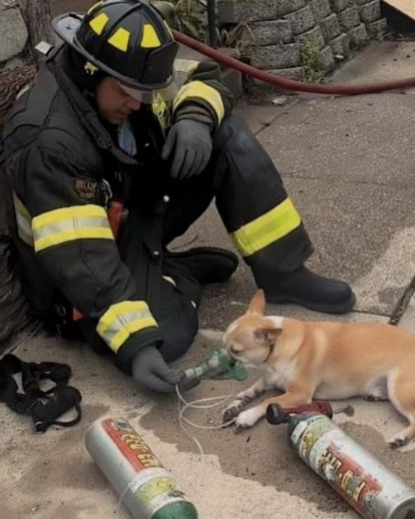 A Life Beyond the Flames1168